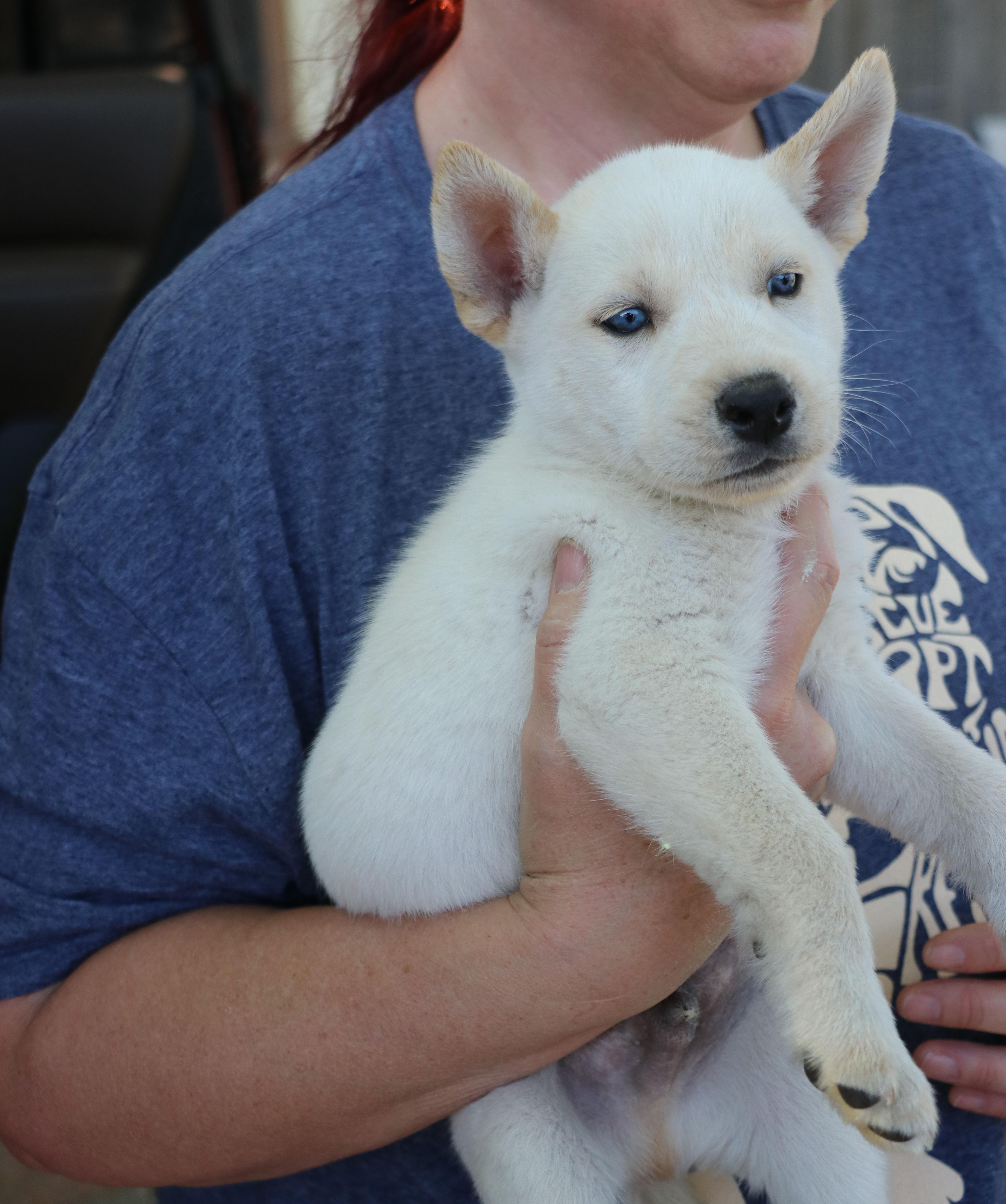 A baby medium-sized male White / Cream Husky dog named Boltz for adoption in Pflugerville, TX