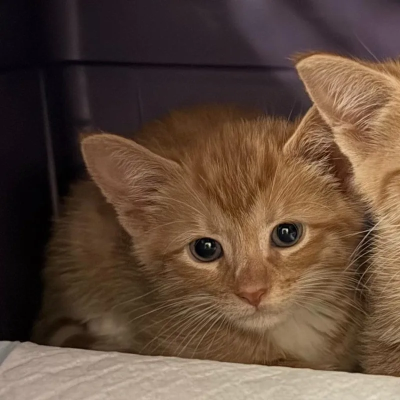 A baby small-sized male Domestic Short Hair cat named Tot for adoption in Ewing, NJ