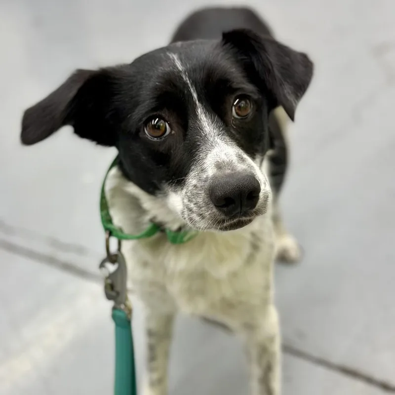 A young medium-sized female Border Collie dog named September for adoption in Point Richmond, CA