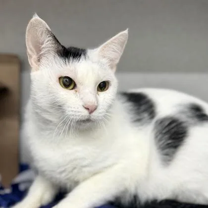 An adult small-sized female White Domestic Medium Hair cat named Tuli for adoption in Atlanta, GA