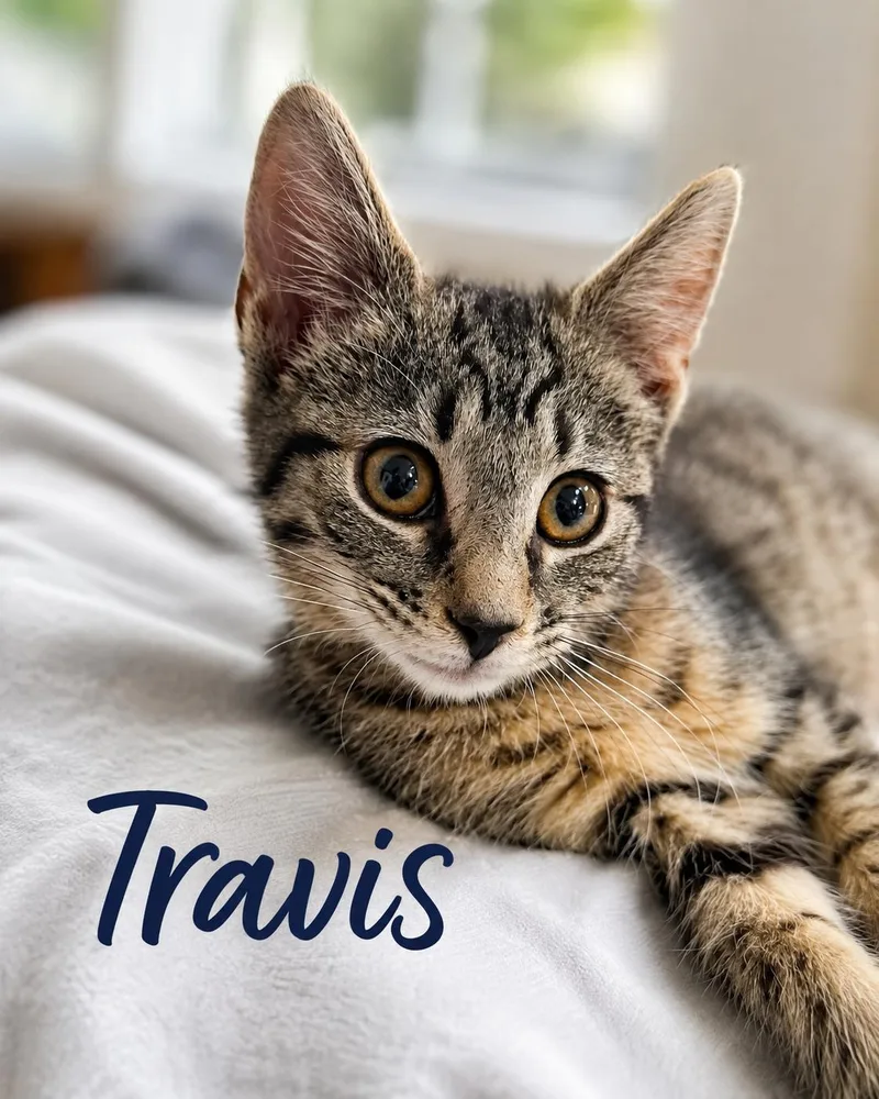Travis  Willow Grove thumbnail 3