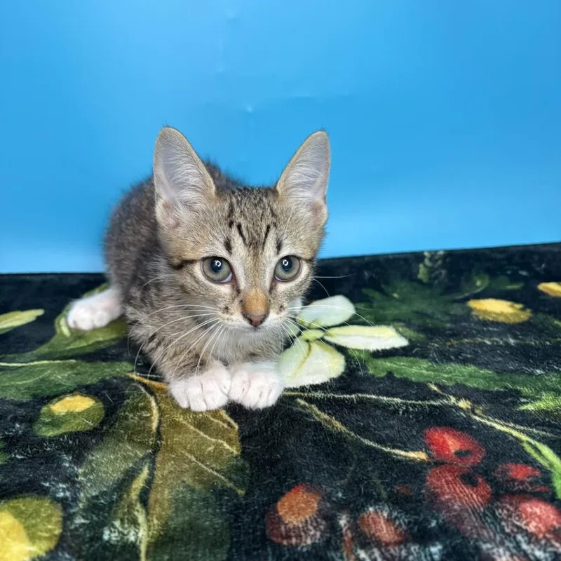 A baby small-sized female Brown / Chocolate Domestic Short Hair cat named Honey for adoption in San Antonio, TX