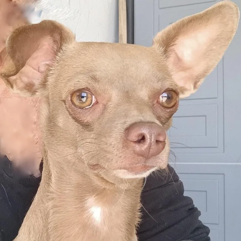 Coco thumbnail 3
