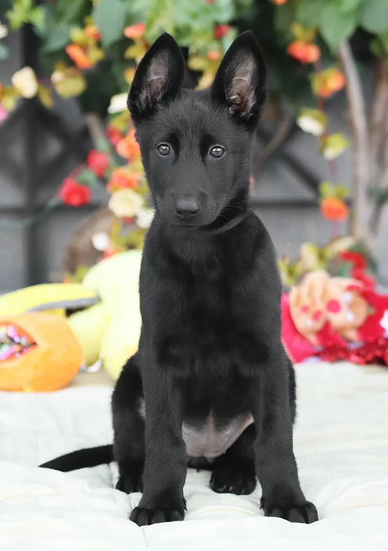 A baby large-sized female Black German Shepherd Dog dog named Karma von Jasmine for adoption in Los Angeles, CA
