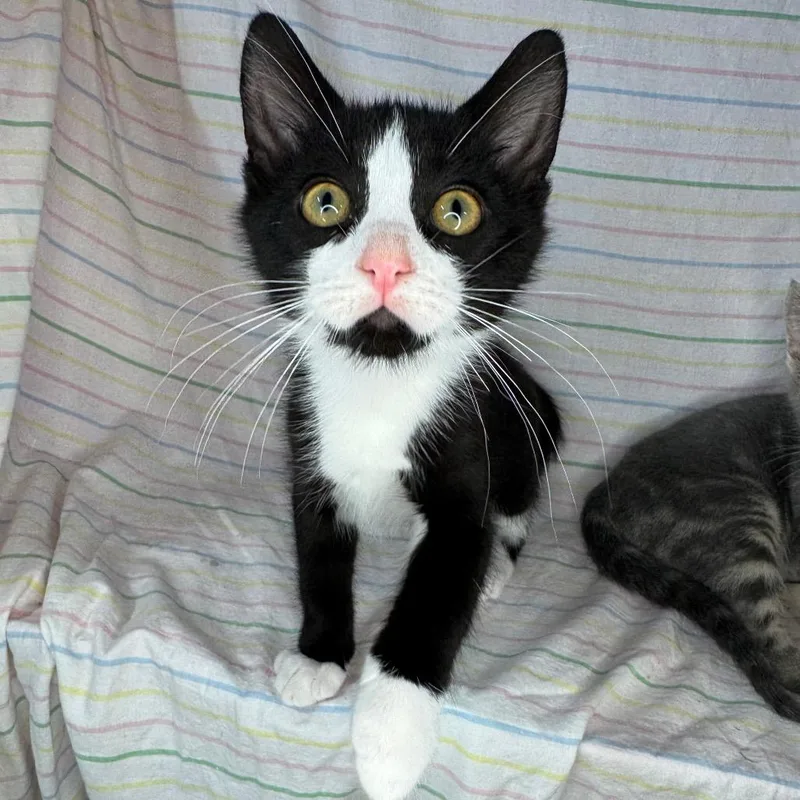 A baby medium-sized male Black & White / Tuxedo Domestic Short Hair cat named Socks for adoption in Mount Vernon, IL