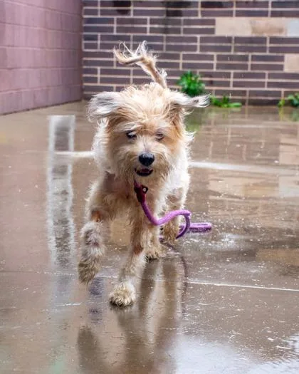 An adult medium-sized male Mixed Breed dog named Eagle for adoption in Chamblee, GA
