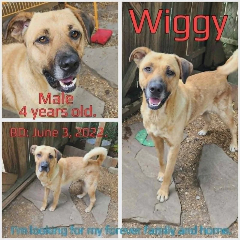 Wiggy