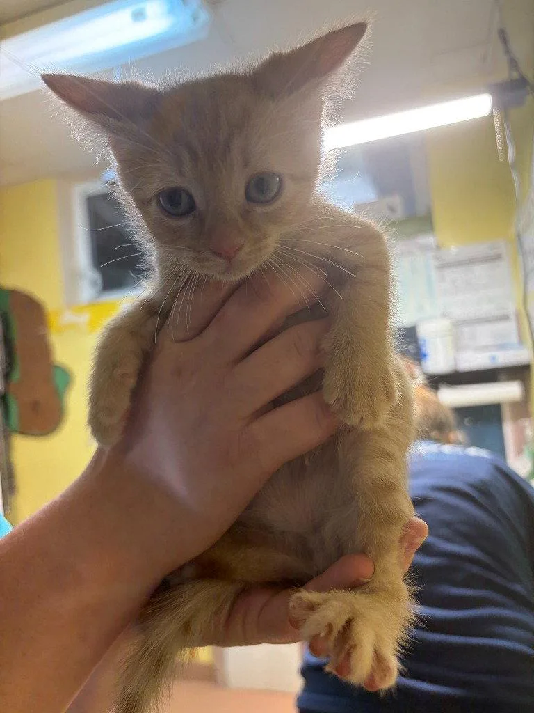 A baby small-sized male Orange / Red Domestic Short Hair cat named Toby for adoption in Lovingston, VA