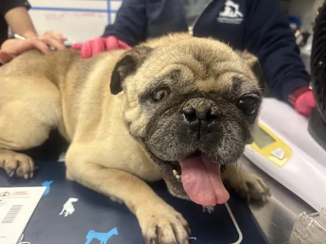 A senior small-sized male Pug dog named A for adoption in Ontario, CA