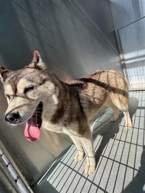 A young medium-sized female Siberian Husky dog named Daisy for adoption in Baldwin Park, CA