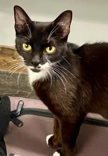 A young medium-sized female Black & White / Tuxedo American Shorthair cat named Charm for adoption in Fredericksburg, OH