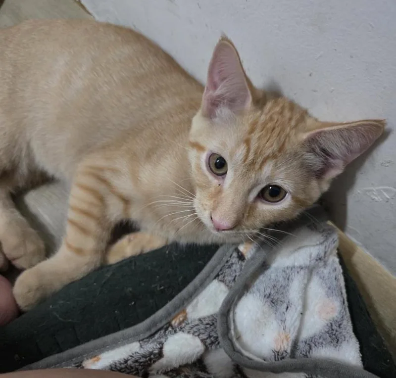 A baby small-sized male Orange / Red Domestic Short Hair cat named Ravioli Pasta for adoption in Chandler, AZ