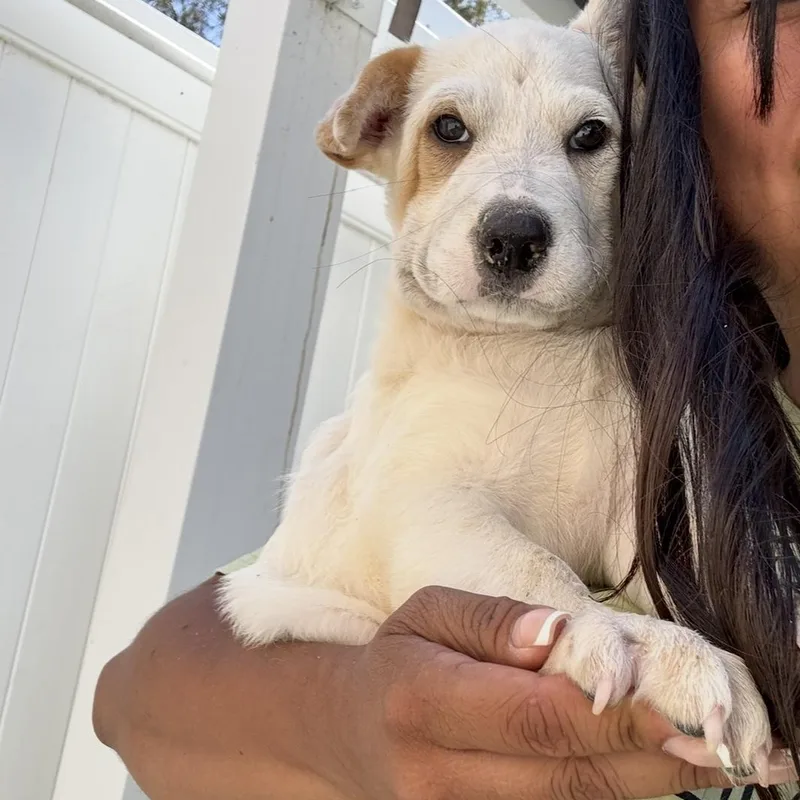 A baby medium-sized female Australian Shepherd dog named Aspen for adoption in Rancho Santa Margarita, CA