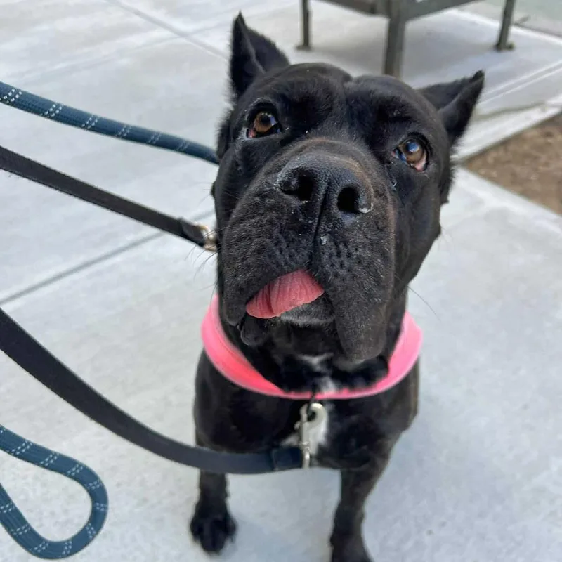 An adult large-sized female Black Cane Corso dog named Nova Aria for adoption in Long Island City, NY