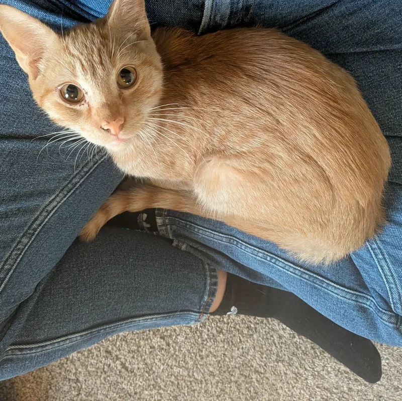 A baby small-sized male Tabby (Orange / Red) Domestic Short Hair cat named Beatbox for adoption in Milwaukee, WI