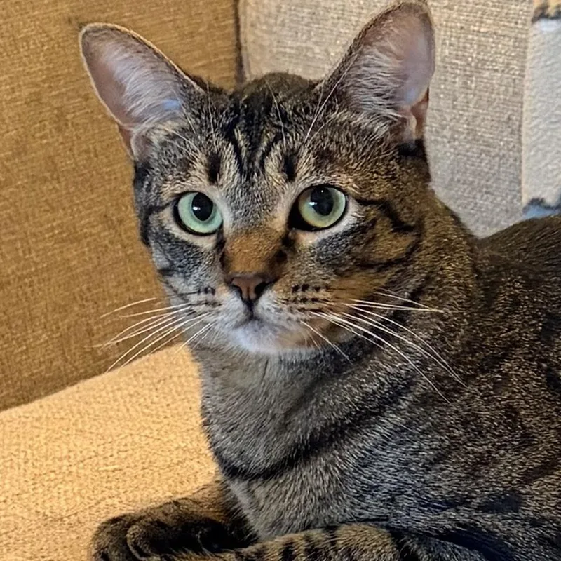 A young medium-sized female Tabby (Brown / Chocolate) Domestic Short Hair cat named Roo for adoption in San Diego, CA