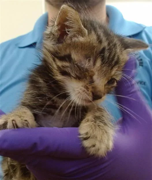 A baby small-sized male Domestic Short Hair cat named Polly for adoption in Miami, FL