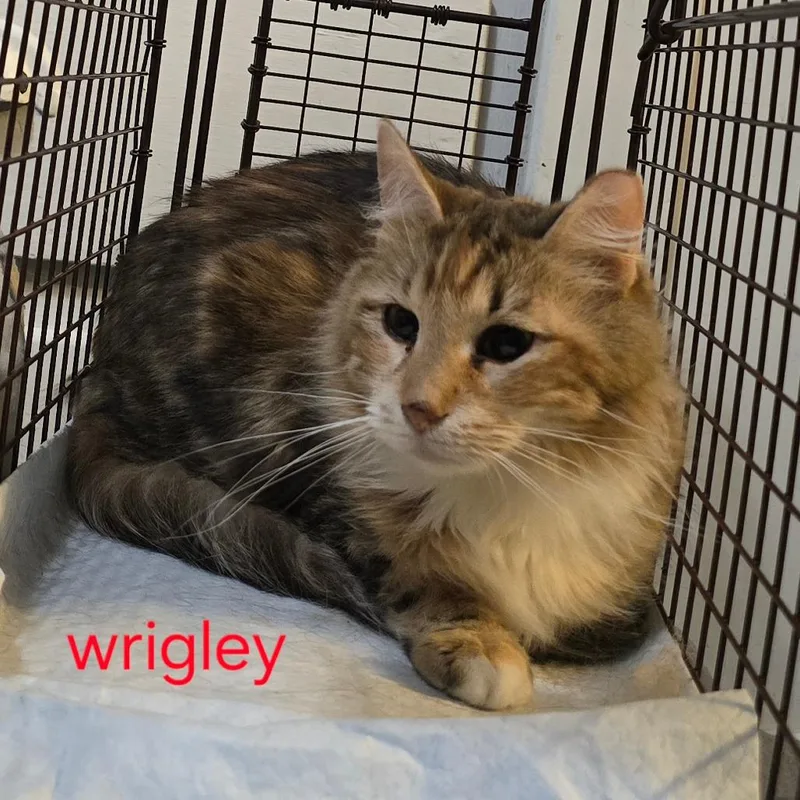 Wrigley