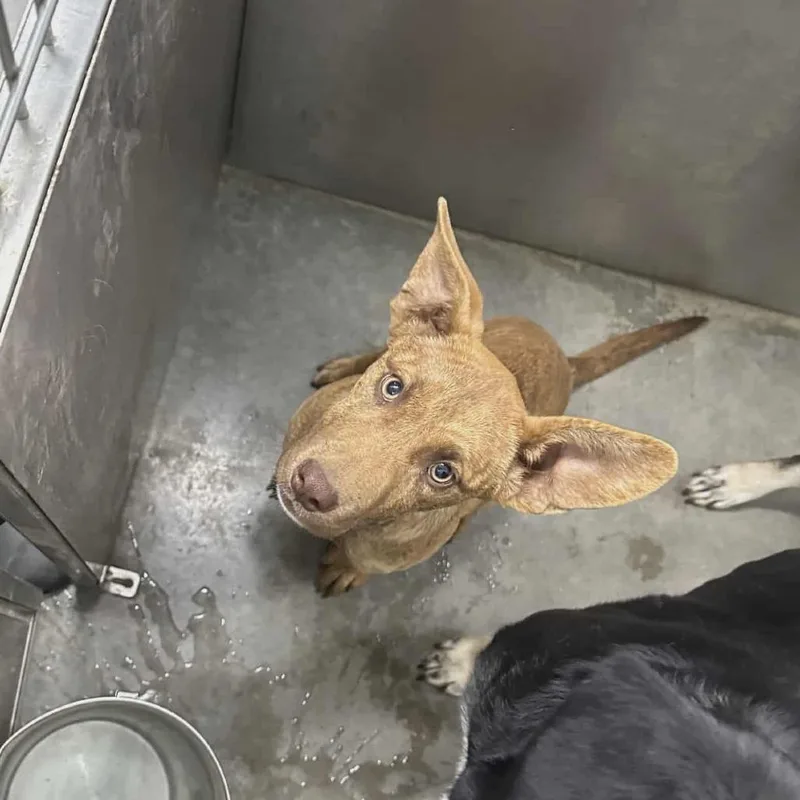 A young small-sized female Brown / Chocolate Pit Bull Terrier dog named Cathy for adoption in Hannibal, MO