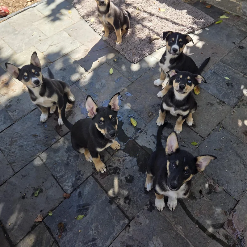 A baby medium-sized female Tricolor (Brown, Black, & White) Husky dog named Pepper for adoption in Pleasanton, CA