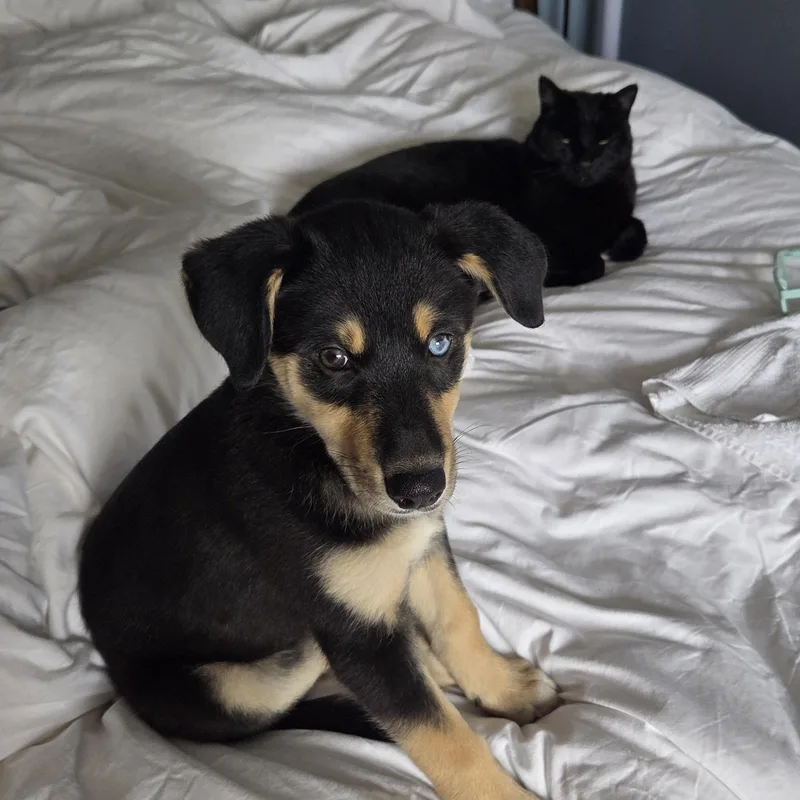 Pepper thumbnail 3