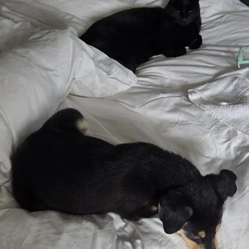Pepper thumbnail 4