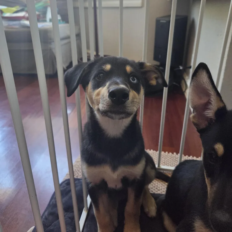 Pepper thumbnail 5