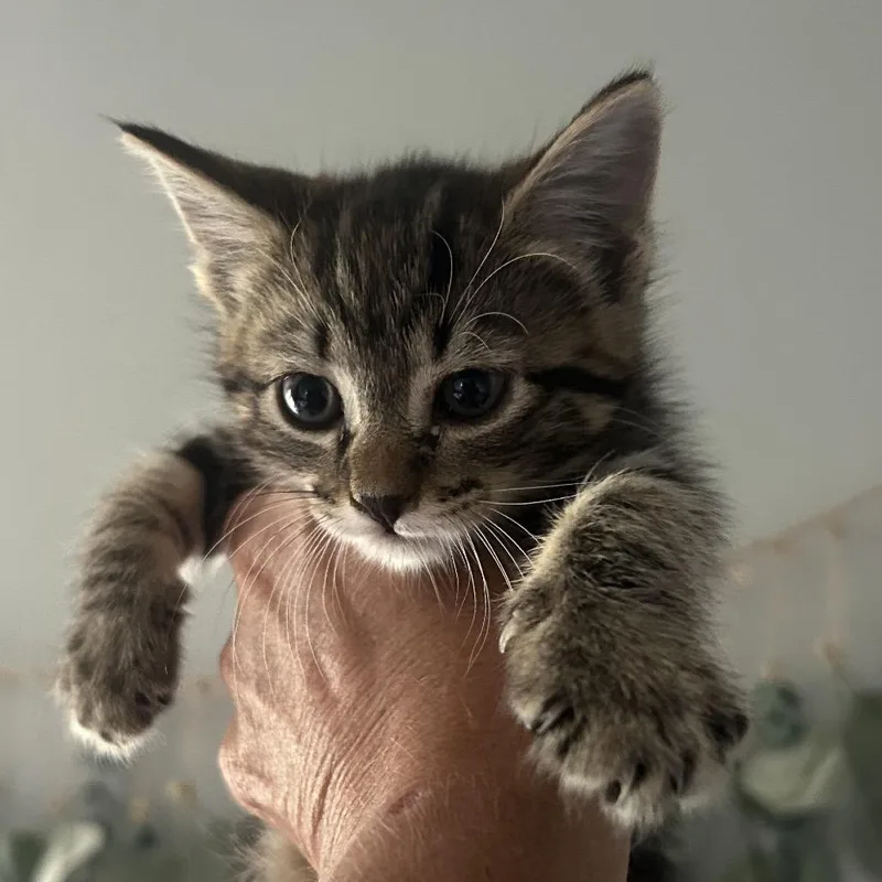A baby small-sized female Brown / Chocolate Domestic Short Hair cat named Churu for adoption in Buffalo, MN