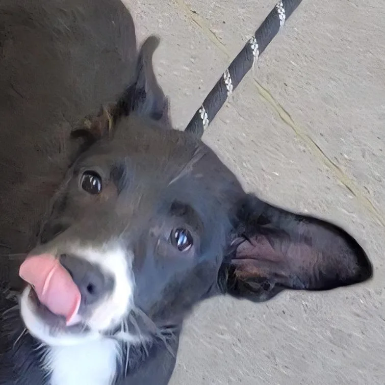 A baby small-sized female Black Mixed Breed dog named 107182 for adoption in Las Cruces, NM