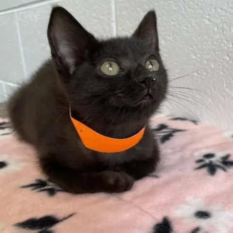 A baby medium-sized female Black Domestic Short Hair cat named Kiwi for adoption in Stafford, VA
