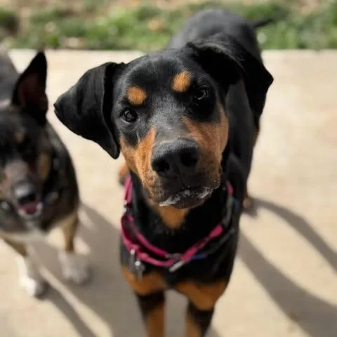 An adult large-sized female Doberman Pinscher dog named Daphne for adoption in Denver, CO
