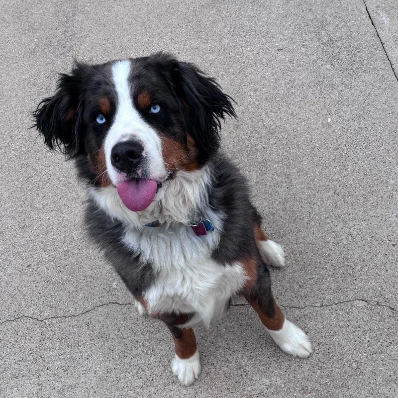 An adult large-sized male Gray / Blue / Silver Bernese Mountain Dog dog named Trace for adoption in Dixon, IL