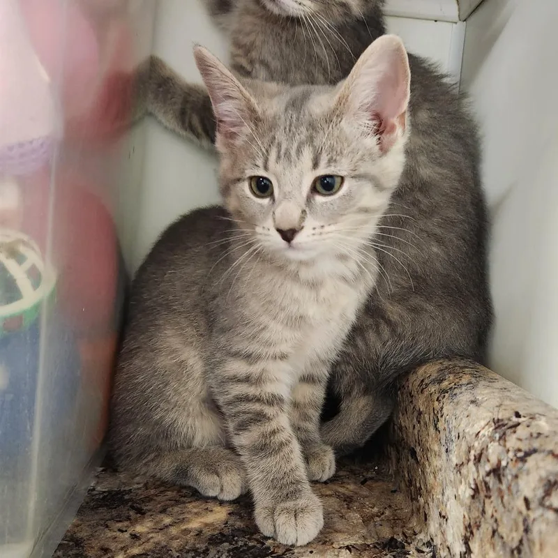 A baby small-sized female Buff / Tan / Fawn Domestic Short Hair cat named Cleopatra for adoption in Delaware, OH