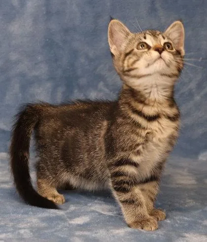 A baby medium-sized female Domestic Short Hair cat named Lavender for adoption in West Chester, PA