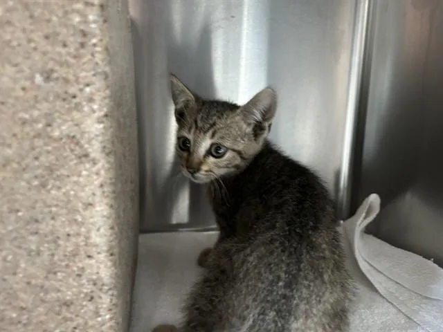A baby small-sized male Domestic Short Hair cat named Alex for adoption in Martinez, CA