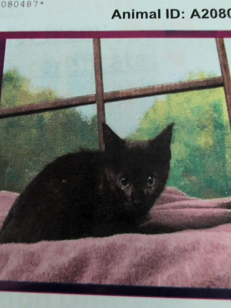 A baby small-sized female Domestic Short Hair cat named Nanny Ogg for adoption in Parker, CO