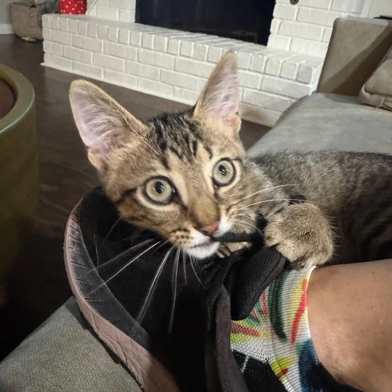 A baby small-sized male Brown / Chocolate Domestic Short Hair cat named RamBOH for adoption in Austin, TX