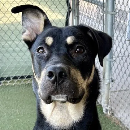 A baby large-sized male Black German Shepherd Dog dog named Rex for adoption in Sacramento, CA