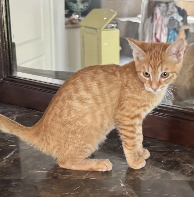 A baby large-sized male Domestic Short Hair cat named Simon for adoption in San Jacinto, CA