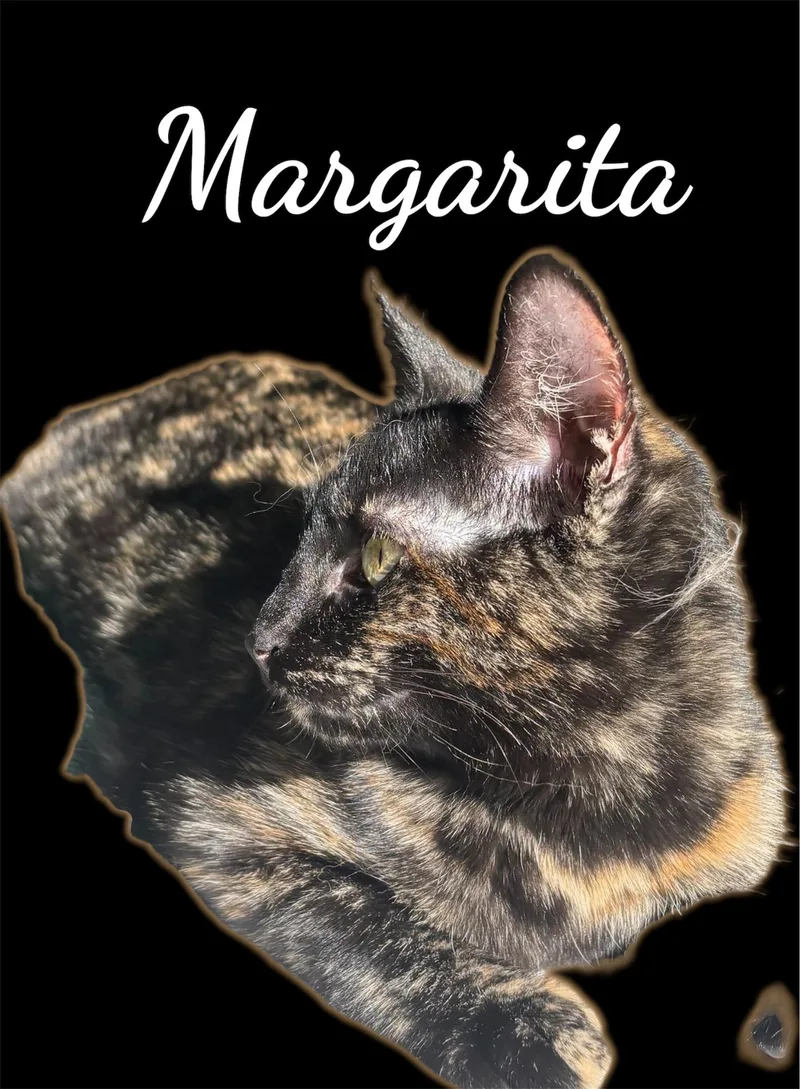 Margarita thumbnail 2