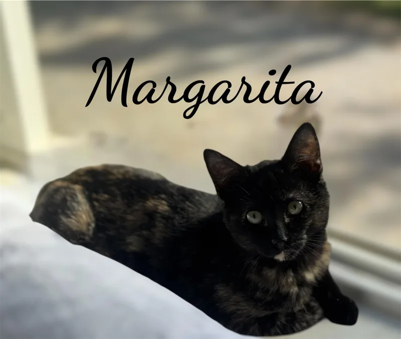 Margarita