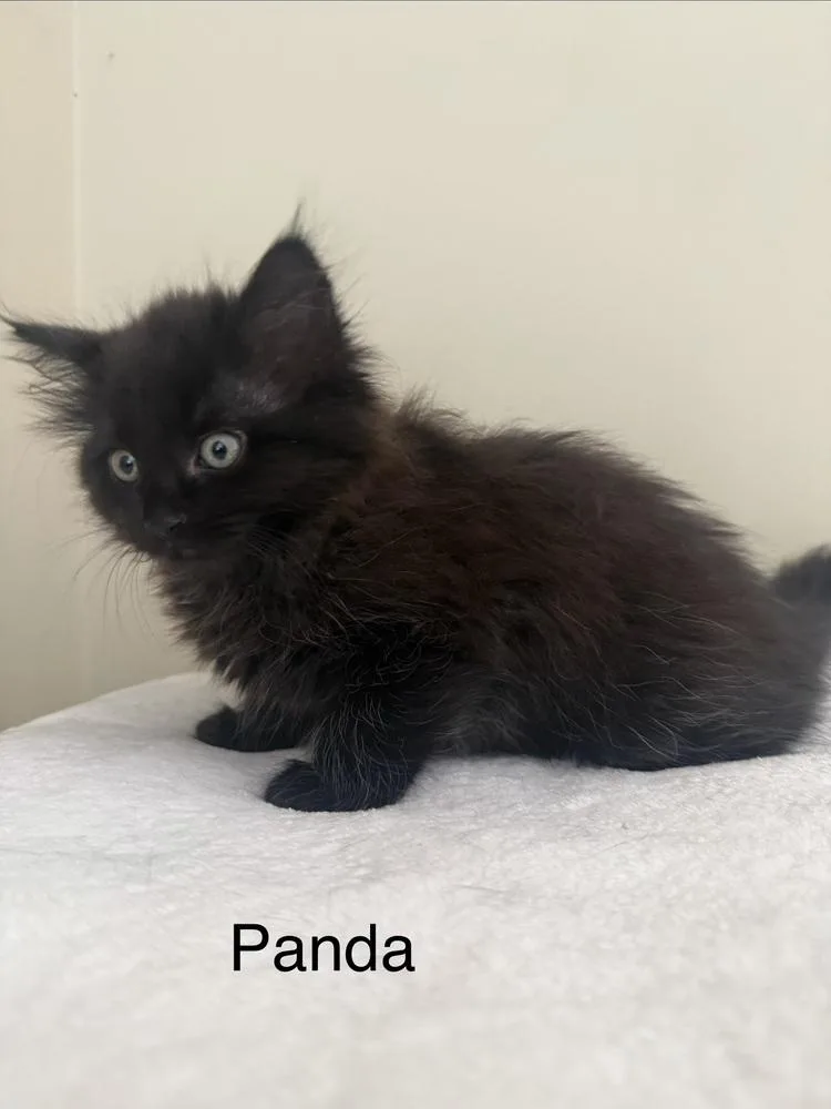 A baby medium-sized female Black Domestic Medium Hair cat named Panda for adoption in Ferndale, MI