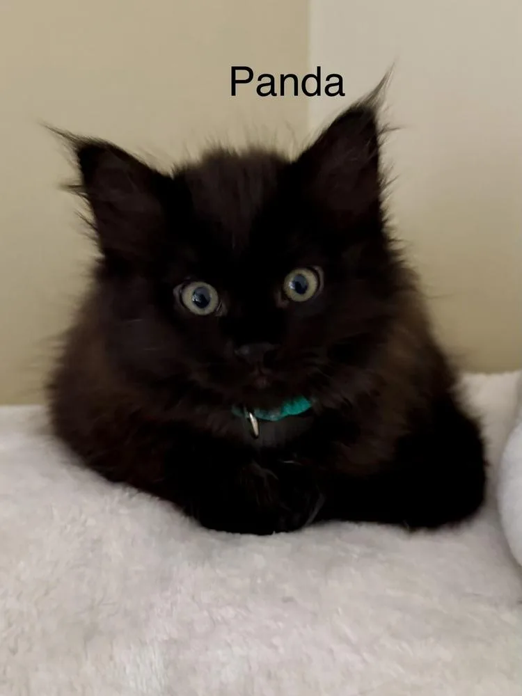 Panda thumbnail 2