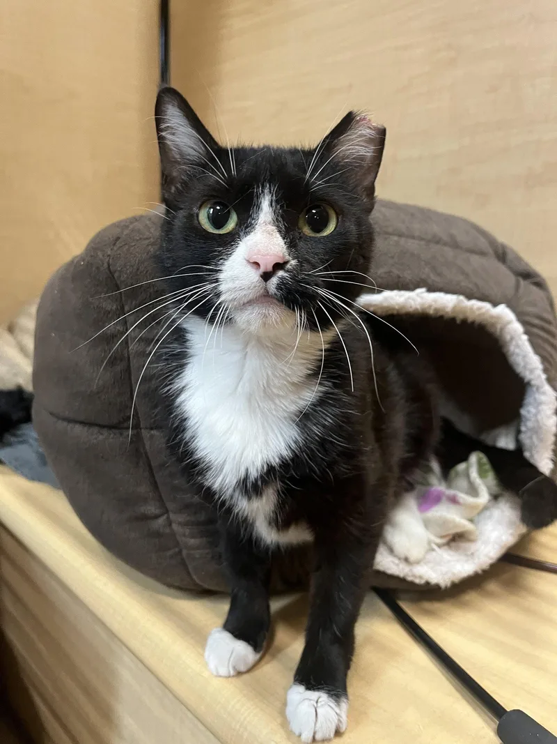 An adult medium-sized female Black & White / Tuxedo Domestic Short Hair cat named Smoreo for adoption in Wheaton, IL