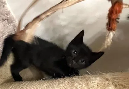 A baby medium-sized male Domestic Short Hair cat named Cash for adoption in West Chester, PA
