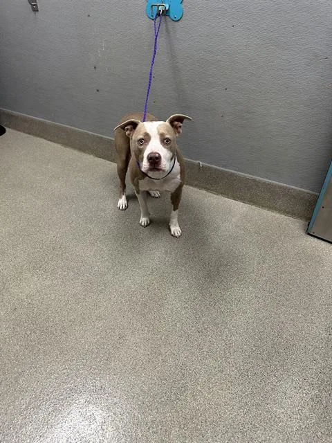 An adult medium-sized female Pit Bull Terrier dog named Krenshaw for adoption in Las Vegas, NV