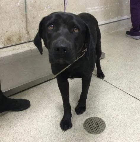 A young medium-sized male Labrador Retriever dog named Sammy for adoption in Riverside, CA