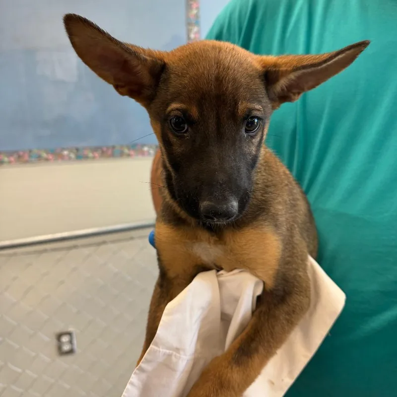 A baby small-sized female Yellow / Tan / Blond / Fawn Mixed Breed dog named Zira for adoption in Las Cruces, NM