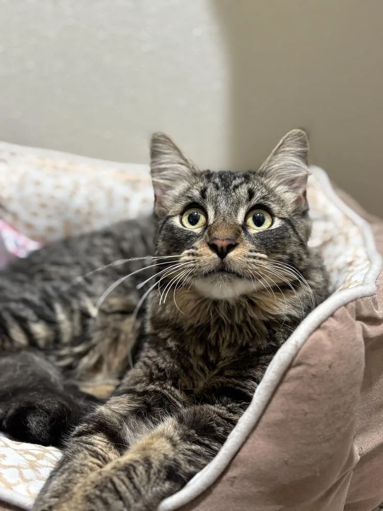 A young medium-sized male Domestic Medium Hair cat named Mr Fluffypants for adoption in Dallas, TX