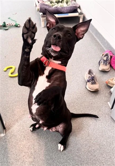 An adult medium-sized female Pit Bull Terrier dog named Athena for adoption in Toledo, OH